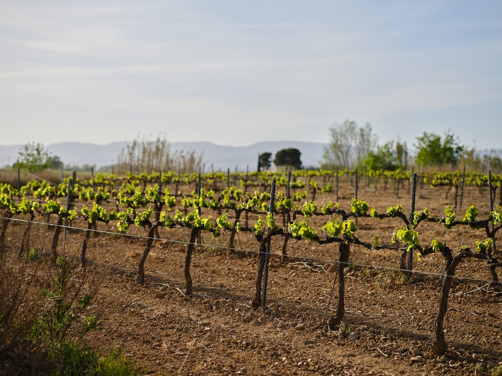 The art of Cava