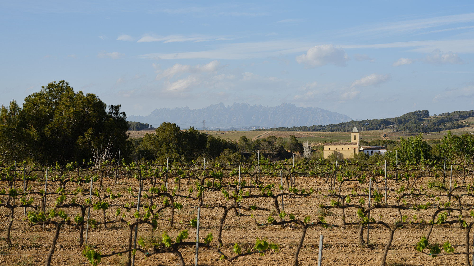 The art of Cava